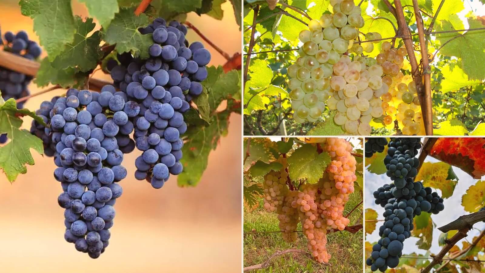 Collage aus georgischen Rebsorten: blaue und dunkle rote Trauben sowie weiße und bernsteinfarbene Trauben am Rebstock