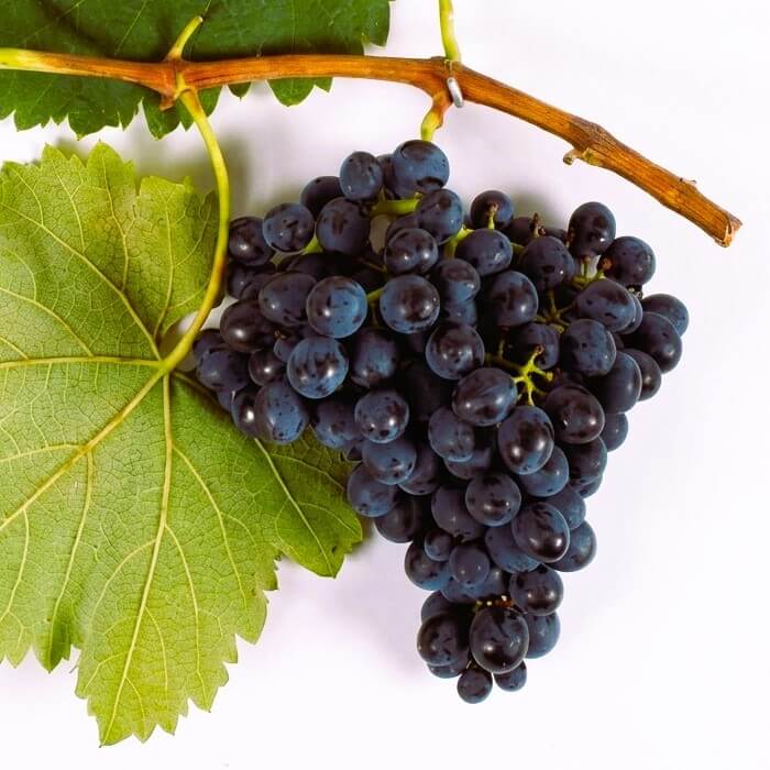 Dunkle Saperavi-Trauben an einem georgischen Rebstock